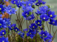 Rich blue flowers on erect stems